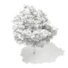 Pedunculate Oak (Quercus Robur) 5.7m - Image 7