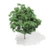Pedunculate Oak (Quercus Robur) 5.7m - Image 6
