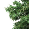 Pedunculate Oak (Quercus Robur) 5.7m - Image 8