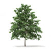Pedunculate Oak (Quercus Robur) 6.9m - Image 2
