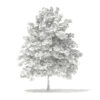 Pedunculate Oak (Quercus Robur) 6.9m - Image 5