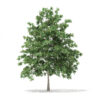 Pedunculate Oak (Quercus Robur) 6.9m - Image 4