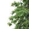 Pedunculate Oak (Quercus Robur) 6.9m - Image 8