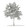 Pedunculate Oak (Quercus Robur) 9.4m - Image 3