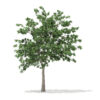 Pedunculate Oak (Quercus Robur) 9.4m - Image 4