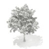 Pedunculate Oak (Quercus Robur) 9.4m - Image 7