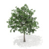 Pedunculate Oak (Quercus Robur) 9.4m - Image 6