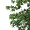 Pedunculate Oak (Quercus Robur) 9.4m - Image 2