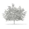 3d Pedunculate Oak