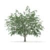 3d Pedunculate Oak