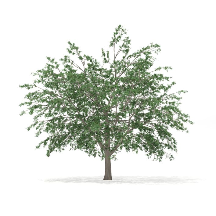 3d Pedunculate Oak