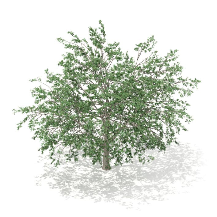 3d Pedunculate Oak