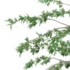 3d Pedunculate Oak