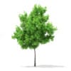 3d Horse Chestnut