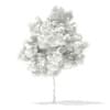 3d Horse Chestnut