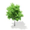 3d Horse Chestnut