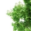 3d Horse Chestnut