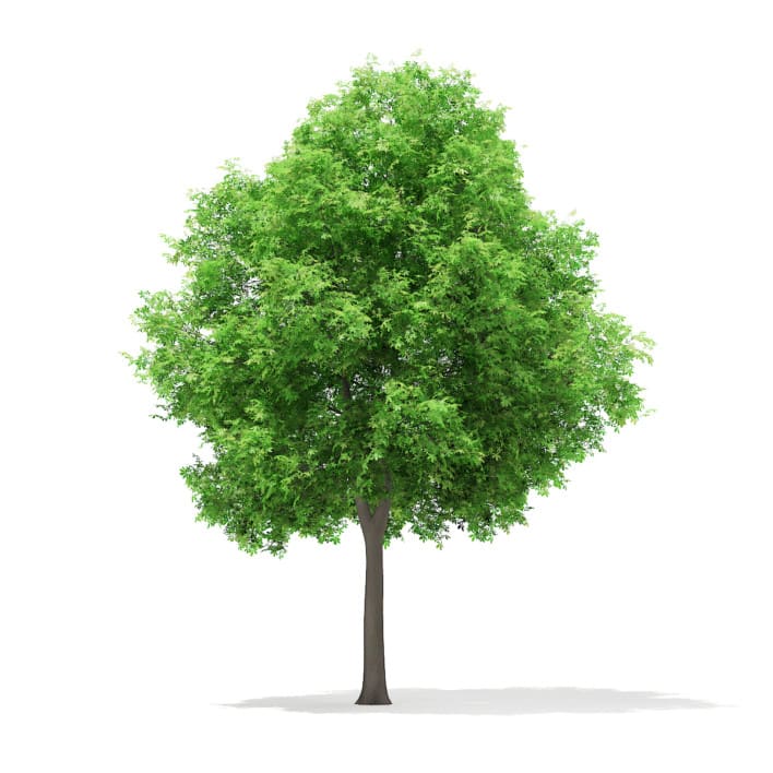 3d Horse Chestnut