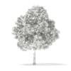 3d Horse Chestnut