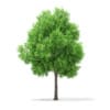 3d Horse Chestnut