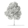 3d Horse Chestnut