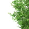 3d Horse Chestnut