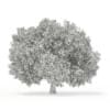3d Horse Chestnut