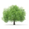 3d Horse Chestnut