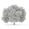 3d Horse Chestnut