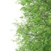 3d Horse Chestnut