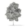 3d Horse Chestnut