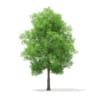 3d Horse Chestnut