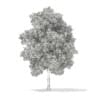 3d Horse Chestnut