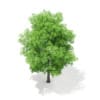 3d Horse Chestnut