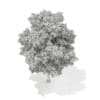 3d Horse Chestnut