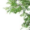 3d Horse Chestnut