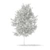 3d Silver Birch