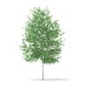 3d Silver Birch
