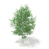 3d Silver Birch