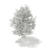 3d Silver Birch