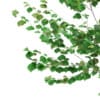 3d Silver Birch