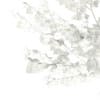 3d Silver Birch