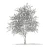 3d Silver Birch