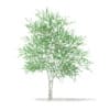 3d Silver Birch