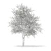 3d Silver Birch