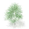 3d Silver Birch