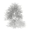 3d Silver Birch