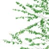 3d Silver Birch