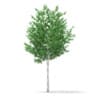 3d Silver Birch