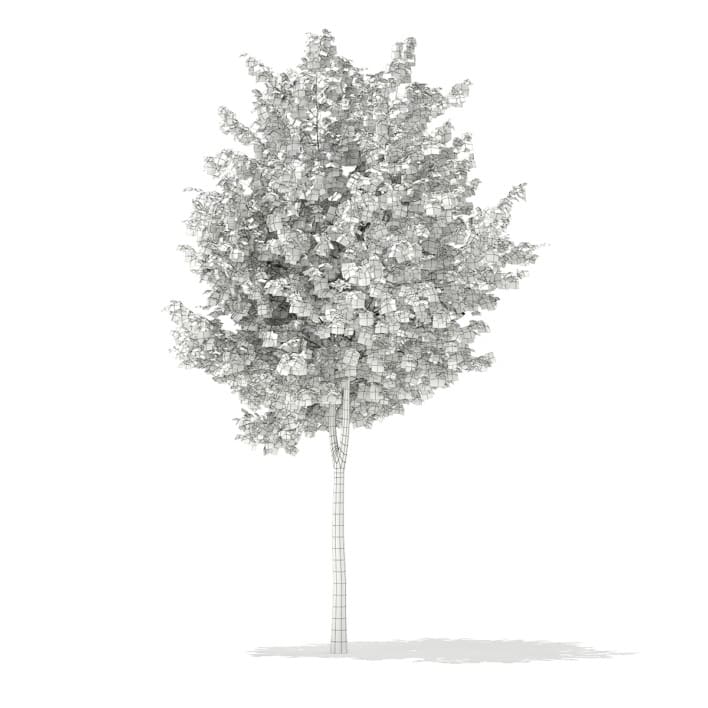3d Silver Birch